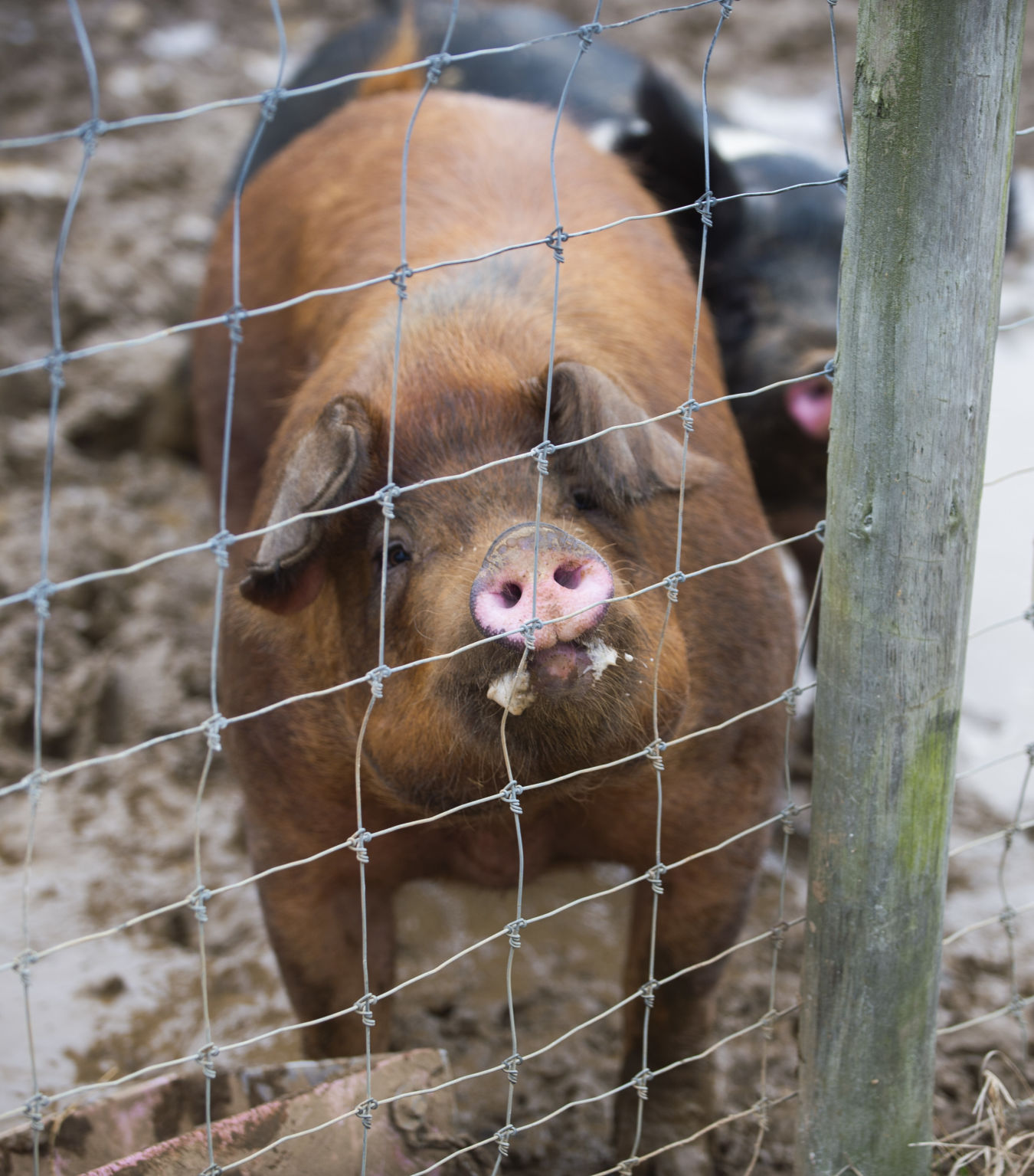 Penn State Swine Center, pig feeding